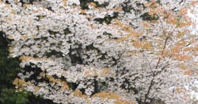 彼岸の入り、春雨ぬれるヤマザクラ　熊本市・立田山墓地