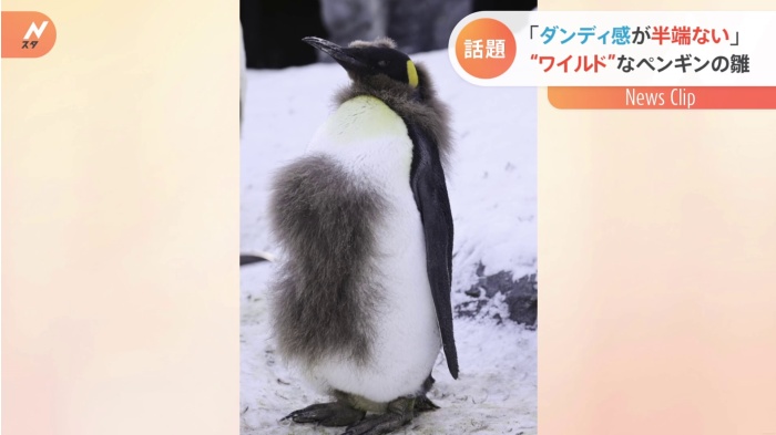 「ワイルドすぎる姿」のペンギン