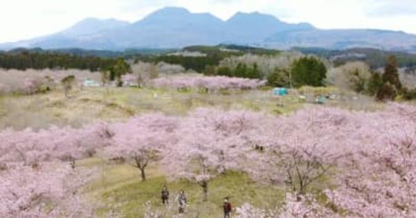 長湯温泉しだれ桜の里、早咲きの大漁桜1600本が満開【大分県】