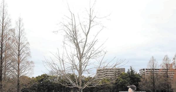 羽生結弦選手たたえる桜、日当たり改善へ移植　仙台・七北田公園