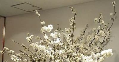 弘前の桜“満開”　羽田と伊丹空港JAL国内線ラウンジで／23日まで
