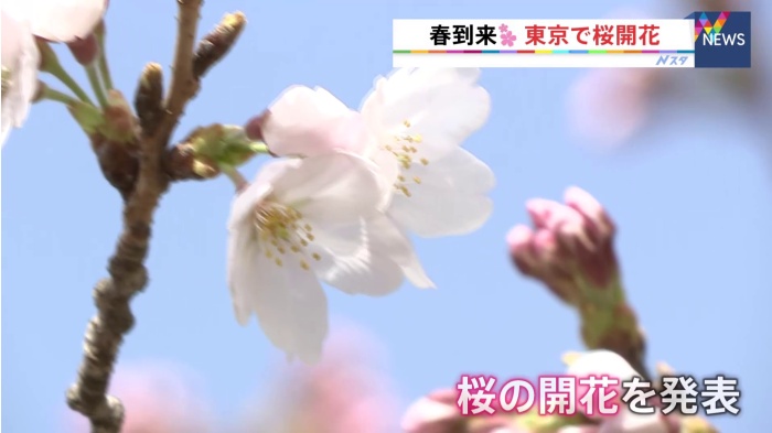 東京の桜が開花