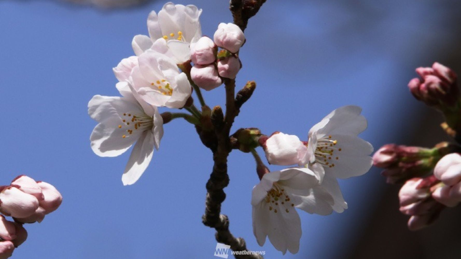 東京で桜開花🌸平年より4日早く、全国で6番目。今後の桜前線の進み方は？