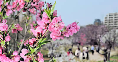 ボリュームある花で魅了　大阪城桃園、早咲き種見頃