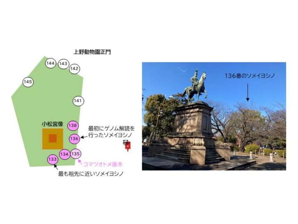 全国に植えられたソメイヨシノをゲノム解析、ルーツは上野公園の4本