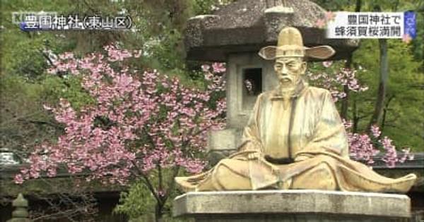 京都・豊国神社で蜂須賀桜満開