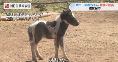 小型の馬 ポニーの赤ちゃん　すくすく成長