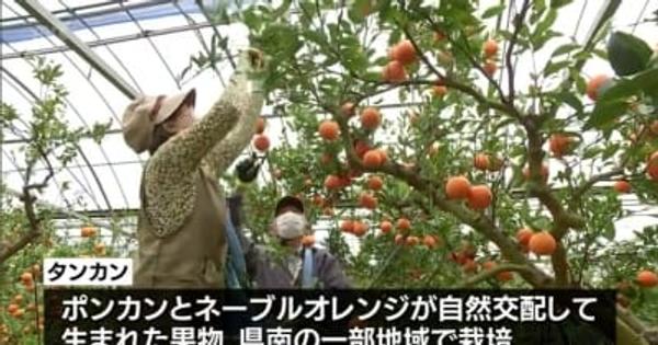 春の味覚「タンカン」　日南市の観光農園で収穫が始まる・宮崎県