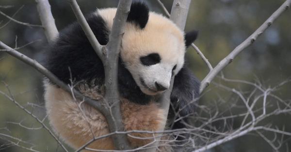 上野動物園　2カ月半ぶり再開　双子パンダ観覧は25日から
