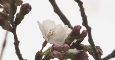 高松市の「桜の開花宣言」　きょうは？