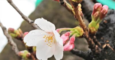 桜ちらり、大分県内で開花　平年より1日早く【大分県】