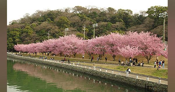 徳島市・蜂須賀桜が満開！ 桜並木のぼんぼりスタート、「水都とくしま」で楽しむお花見