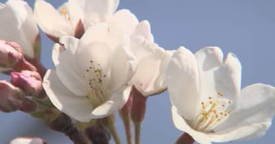 熊谷地方気象台発表　熊谷でソメイヨシノが開花