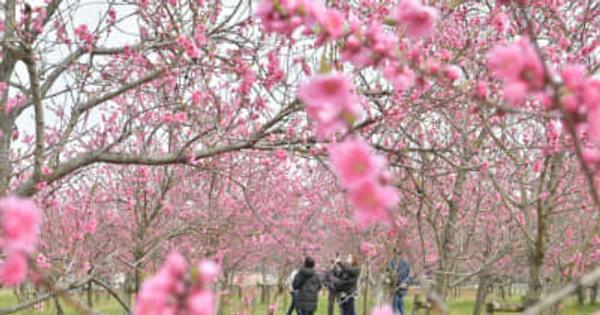 ハナモモ見頃　早咲きのピンク色　茨城・古河公方公園
