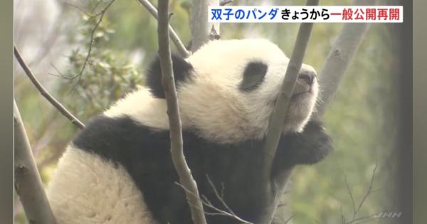 東京・上野動物園の双子ジャイアントパンダ 一般公開が再開