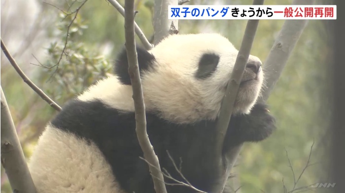 東京・上野動物園の双子ジャイアントパンダ 一般公開が再開