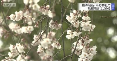 京の桜の名所・平野神社で「魁桜」咲きはじめる