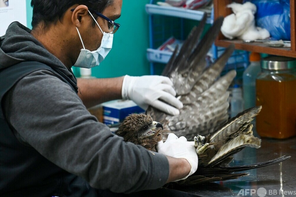 インドでは不吉な鳥？ けがをした猛禽類の保護団体