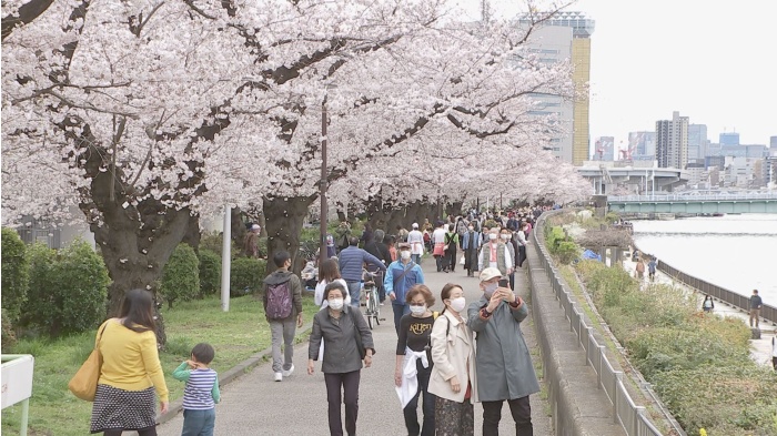 【速報】東京の桜が満開