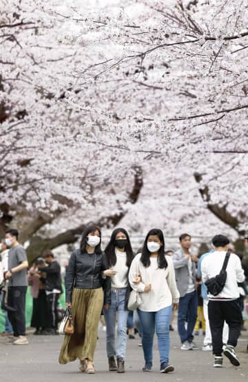 東京と高知、福岡で桜満開　今春最初、気温も上昇