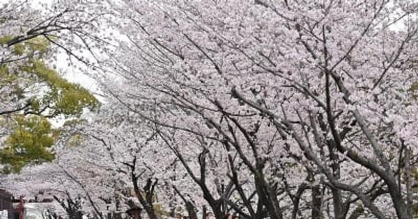＜速報＞熊本市の桜満開