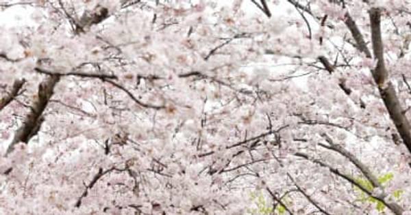 ＜桜めぐり2022＞春満開、桜のトンネル　徐福サイクルロード（佐賀市）