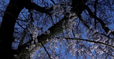 春の宵（熊本市北区）　新連載【2022　くまもと桜模様】①