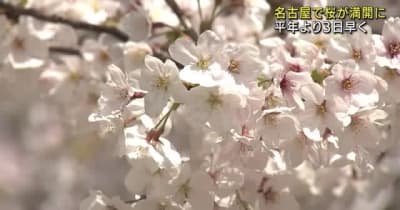名古屋の桜が“満開”　名所の鶴舞公園には多くの人