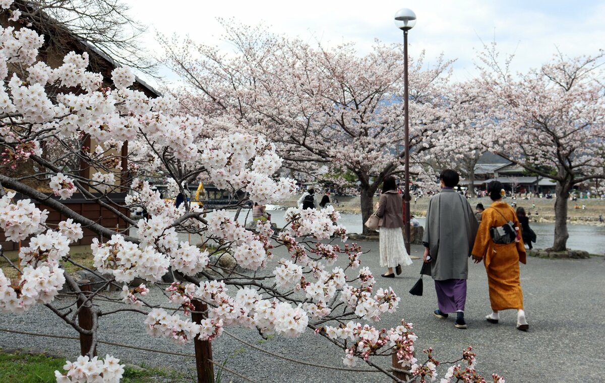 京都のサクラ「満開」　京都地方気象台が発表、平年より5日早く