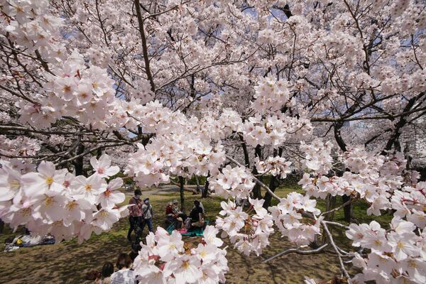 徳島市で桜満開、平年より５日早く　徳島地方気象台が発表