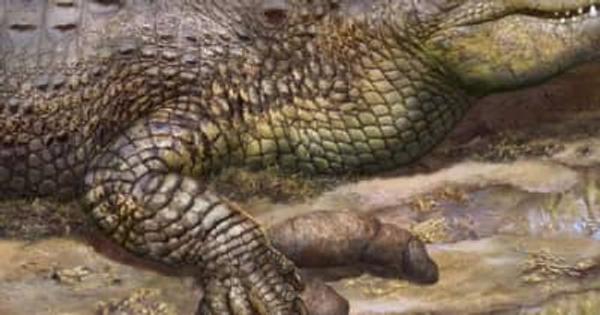 ワニの足跡が残る3300万年前のワニのふん化石を発見