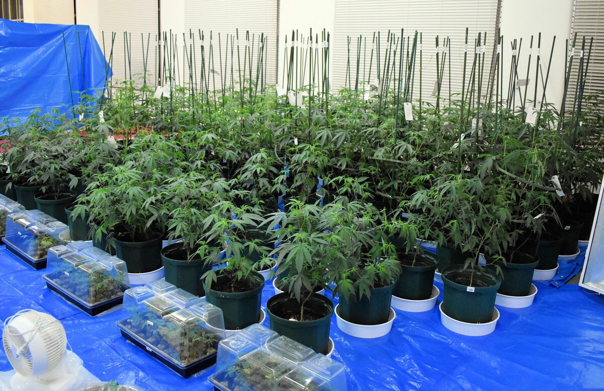 大麻所持容疑で自称衣料品業の男逮捕 自宅で栽培か、大麻草304株押収 (京都新聞)