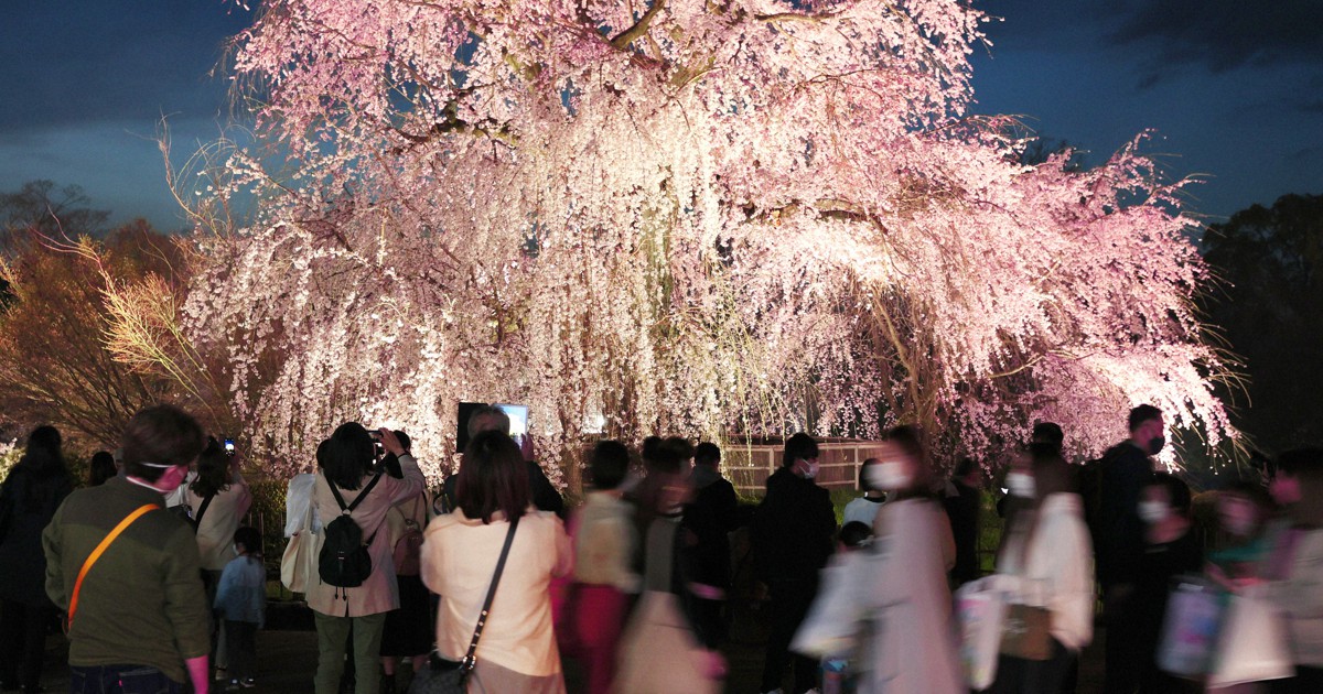 「祇園の夜桜」薄紅色の彩り　京都・円山公園で2年ぶりライトアップ