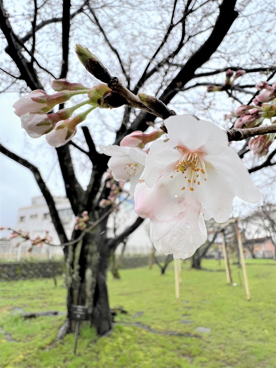 福井県で「桜開花」　福井地方気象台発表、平年より1日早く