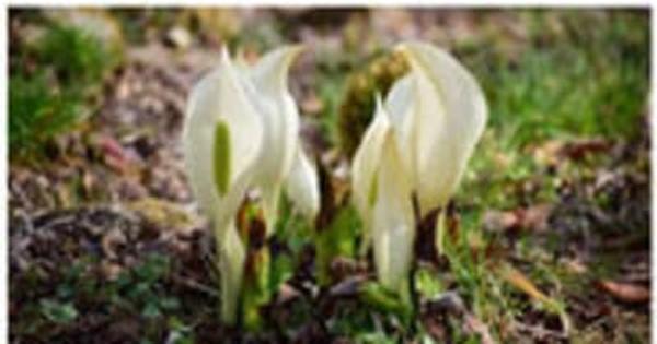 六甲高山植物園～春を告げる純白の花～「ミズバショウ」の群落が見頃です！