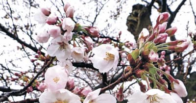 桜しっとり　金沢・犀川河川敷　石川県内、雨や曇り