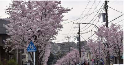 横浜の桜が満開 金沢区、磯子区でも桜が見頃に　横浜市金沢区・横浜市磯子区
