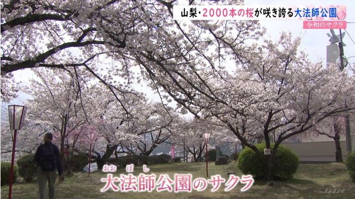 【令和のサクラ】山梨・2000本の桜が咲き誇る大法師公園