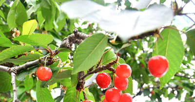 加温サクランボ、赤く色づく　東根で収穫期