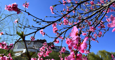 ポタラ宮周辺で花々が満開　中国西蔵自治区