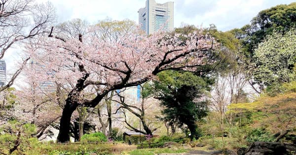 一面に散った桜の花びらが輝き　横浜・西区の掃部山公園