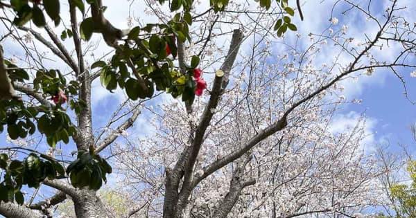 横浜外国人墓地で桜植樹　「里帰り」の地、日米友好の証し