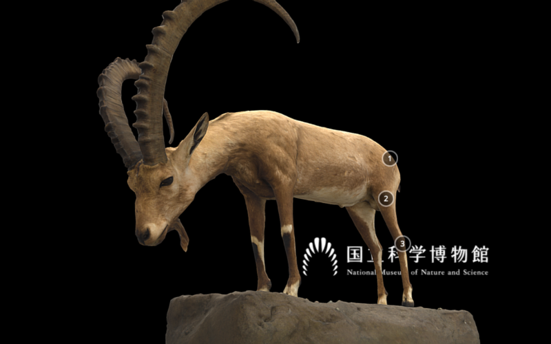 非公開の哺乳類の標本を自由な角度から閲覧！ 国立科学博物館、剥製3Dデジタル図鑑を公開
