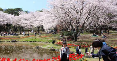 春らんまんの別府公園　桜やチューリップが咲き誇る【大分県】