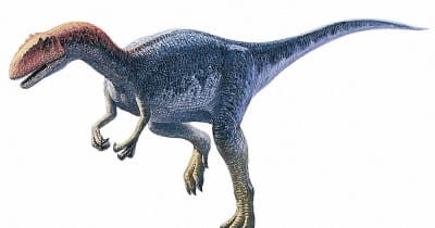 石川県内最大の恐竜足跡　白山・尾口で化石発見　肉食、全長7．4メートルと推定