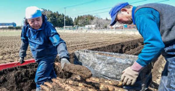 ナガイモ、みずみずしく　青森県南、春掘り本格化