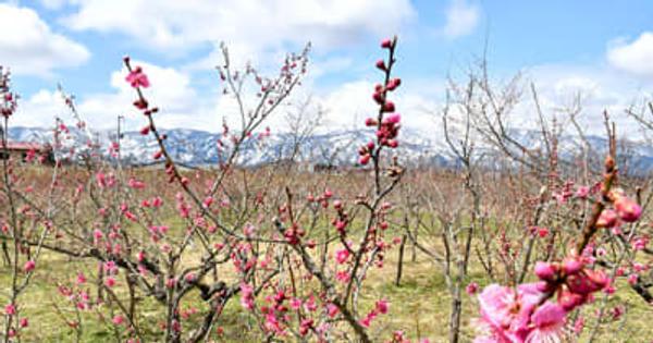 花々、春陽に誘われて　色づく梅林、鮮やか・長井