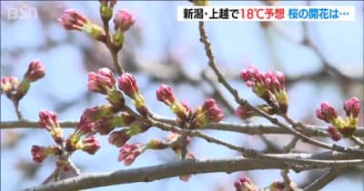 新潟・上越で18℃予想　桜の開花は