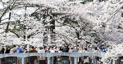 富山で桜満開