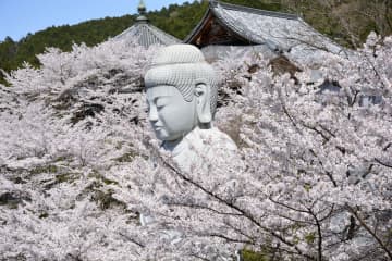 奈良の「桜大仏」人気　壺阪寺、ライトアップも
